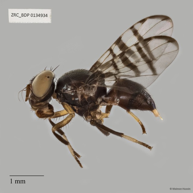 Platystomatidae sp. "ZRCBDP0134934"•&copy; Maimon Hussin•All Rights Reserved