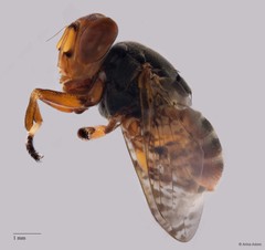 Euprosopia sp. "ZRCBDP0050783/ZRCBDP0052931"•&copy; Arina Adom•All Rights Reserved