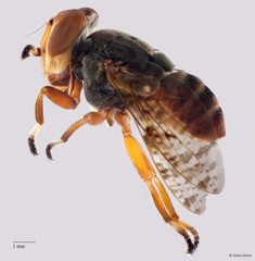 Euprosopia sp. "ZRCBDP0050783/ZRCBDP0052931"•&copy; Arina Adom•All Rights Reserved