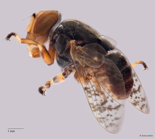 Euprosopia sp. "ZRCBDP0052523"•&copy; Arina Adom•All Rights Reserved