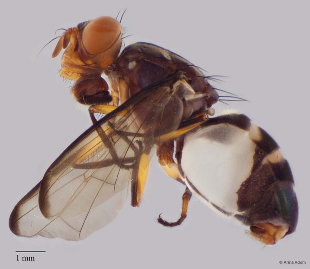 Euthyplatystoma sp. "ZRCBDP0025488"•&copy; Arina Adom•All Rights Reserved