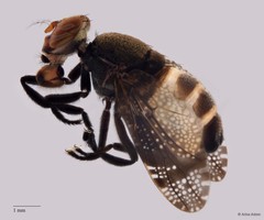 Euthyplatystoma sp. "ZRCBDP0052270/ZRCBDP0063658"•&copy; Arina Adom•All Rights Reserved