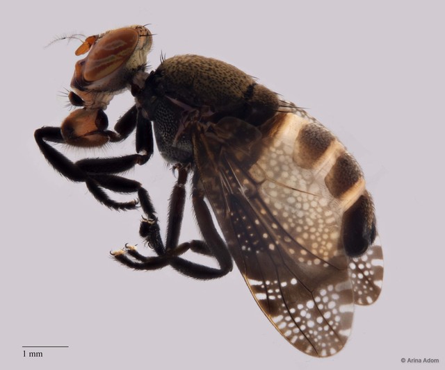 Euthyplatystoma sp. "ZRCBDP0052270/ZRCBDP0063658"•&copy; Arina Adom•All Rights Reserved