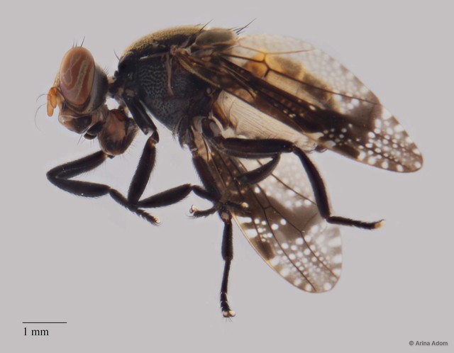 Euthyplatystoma sp. "ZRCBDP0063646"•&copy; Arina Adom•All Rights Reserved