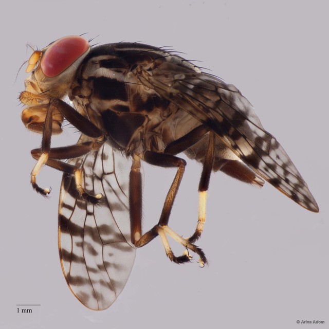 Neohemigaster sp. "ZRCBDP0050648"•&copy; Arina Adom•All Rights Reserved