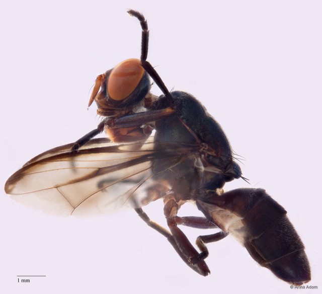 Plagiostenopterina sp. "ZRCBDP0056441"•&copy; Arina Adom•All Rights Reserved