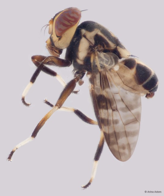 Pterogenia sp. "ZRCBDP0056509"•&copy; Arina Adom•All Rights Reserved