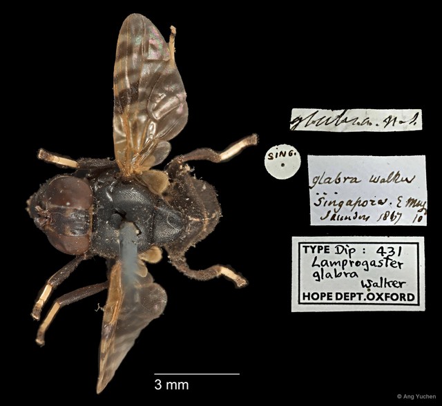 Pterogenia glabra•&copy; Ang Yuchen•All Rights Reserved