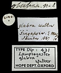 Pterogenia glabra•All Rights ReservedMuseum Label