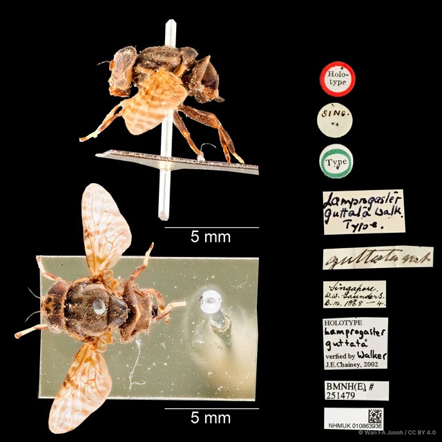 Pterogenia guttata•&copy; Wan FA Jusoh•CC BY 4.0