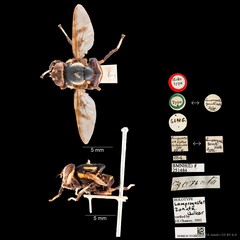 Pterogenia zonata (Walker, 1856)