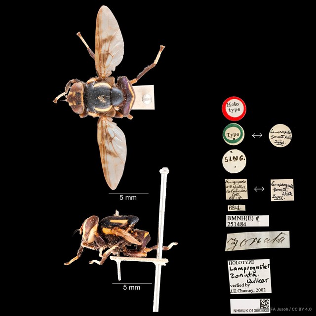 Pterogenia zonata•&copy; Wan FA Jusoh•CC BY 4.0