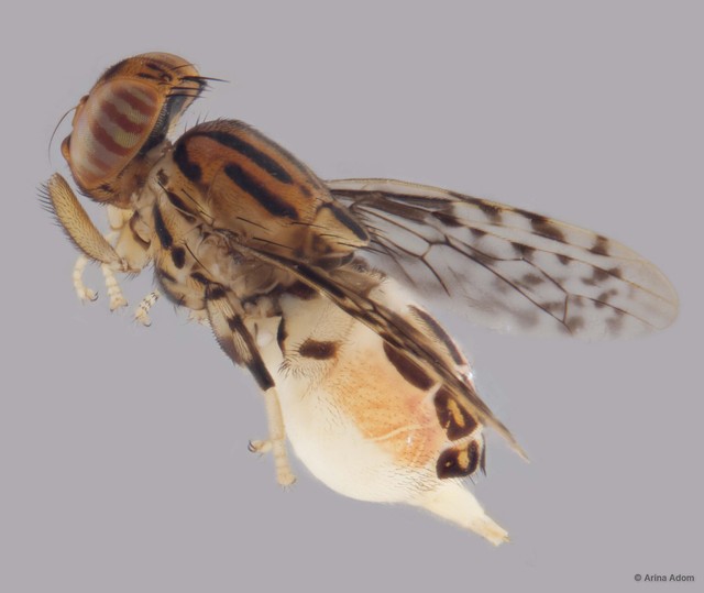 Scholastes sp. "ZRCBDP0052495"•&copy; Arina Adom•All Rights Reserved