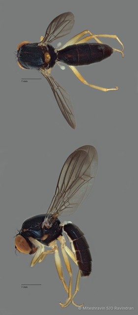 Psilidae sp. "ZRCBDP0081563"•&copy; Miteshravin S/O Ravindran•All Rights Reserved