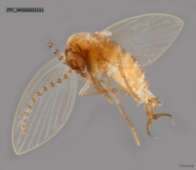 Psychodidae sp. "ZRC_MIS00003333"•&copy; Rene Ong•All Rights Reserved