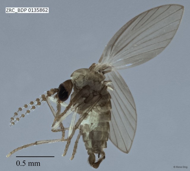Psychodidae sp. "ZRCBDP0000807"•&copy; Rene Ong•All Rights Reserved