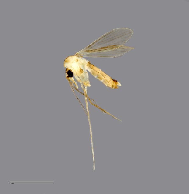 Psychodidae sp. "ZRCBDP0010885"•&copy; Arina Adom•All Rights Reserved
