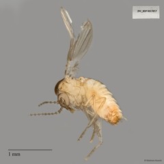 Psychodidae sp. "ZRCBDP0017857"•&copy; Maimon Hussin•All Rights Reserved