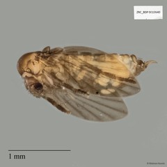 Psychodidae sp. "ZRCBDP0019940"