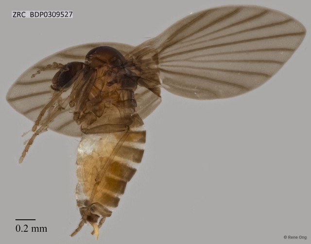Psychodidae sp. "ZRCBDP0309527"•&copy; Rene Ong•All Rights Reserved