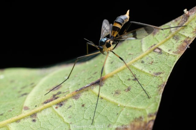 Ptychoptera sp. "4bf05683"•&copy; Kenneth Chin•All Rights Reserved