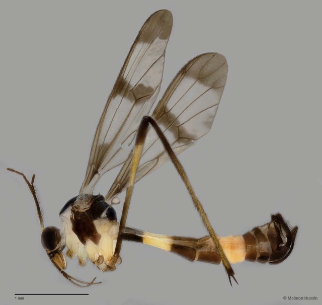 Ptychoptera sp. "n. ZRCBDP0047774"•&copy; Maimon Hussin•All Rights Reserved