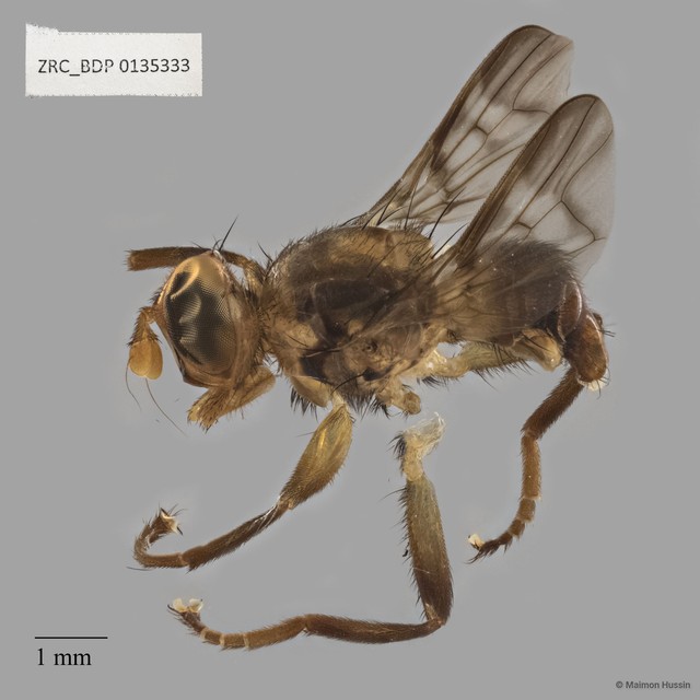 Pyrgotidae sp. "ZRCBDP0135333"•&copy; Maimon Hussin•All Rights Reserved