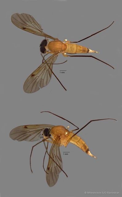Rhagionidae sp. "ZRCBDP0104998"•&copy; Miteshravin S/O Ravindran•All Rights Reserved