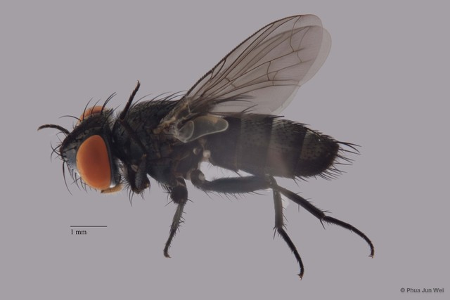 Metopia sp. "ZRCBDP0056664"•&copy; Phua Jun Wei•All Rights Reserved