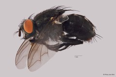 Sarcophaga sp. "ZRCBDP00021623"•&copy; Phua Jun Wei•All Rights Reserved