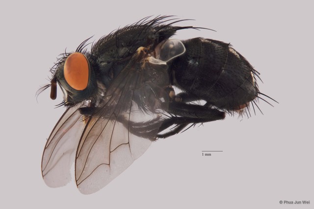 Sarcophaga sp. "ZRCBDP00021623"•&copy; Phua Jun Wei•All Rights Reserved