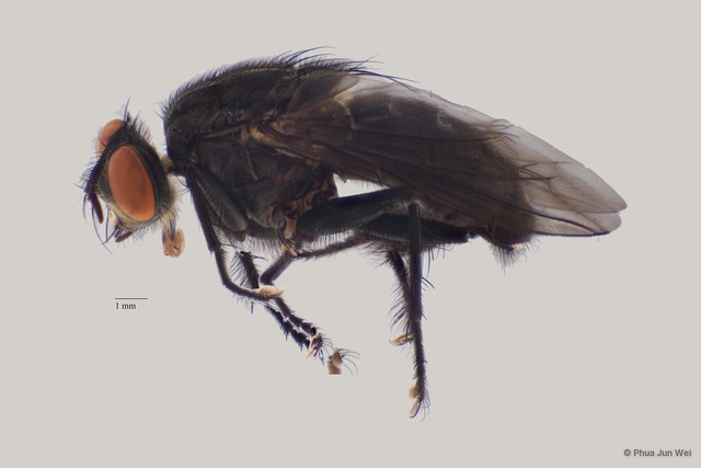 Sarcophaga sp. "ZRCBDP00056639"•&copy; Phua Jun Wei•All Rights Reserved