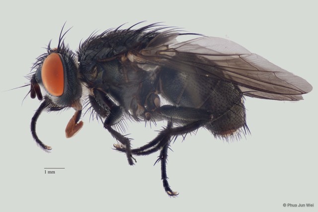 Sarcophaga sp. "ZRCBDP00063491"•&copy; Phua Jun Wei•All Rights Reserved
