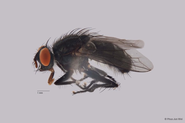 Sarcophaga sp. "ZRCBDP0056408"•&copy; Phua Jun Wei•All Rights Reserved