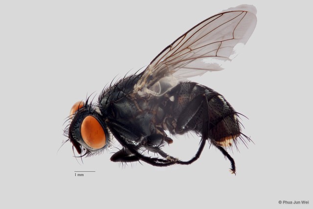 Sarcophaga sp. "ZRCBDP0056645"•&copy; Phua Jun Wei•All Rights Reserved