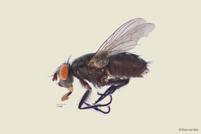 Sarcophaga sp. "ZRCBDP0056777"•&copy; Phua Jun Wei•All Rights Reserved