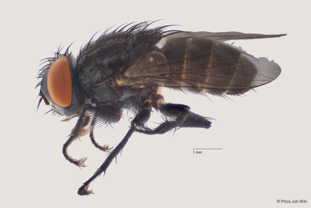 Senotainia navigatrix•&copy; Phua Jun Wei•All Rights Reserved