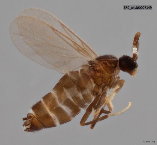 Scatopsidae sp. "ZRC_MIS00007149"•&copy; Rene Ong•All Rights Reserved