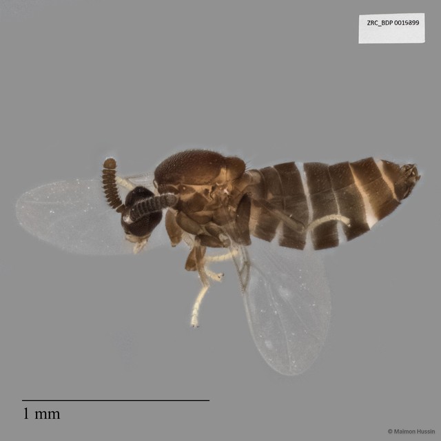 Scatopsidae sp. "ZRCBDP0019899"•&copy; Maimon Hussin•All Rights Reserved