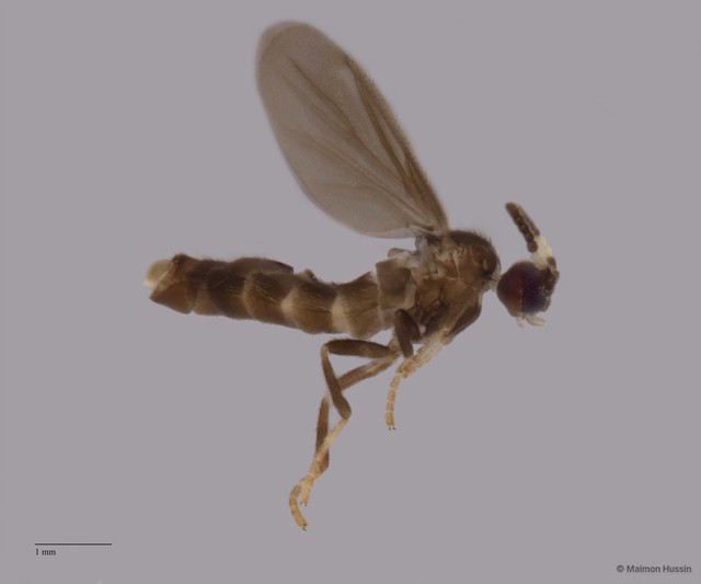 Colobostema sp. "ZRCBDP0048642"•&copy; Maimon Hussin•All Rights Reserved