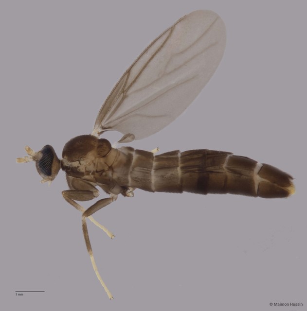 Colobostema sp. "ZRCBDP0048651"•&copy; Maimon Hussin•All Rights Reserved