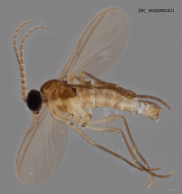 Sciaridae sp. "ZRC_MIS00001621"•&copy; Rene Ong•All Rights Reserved