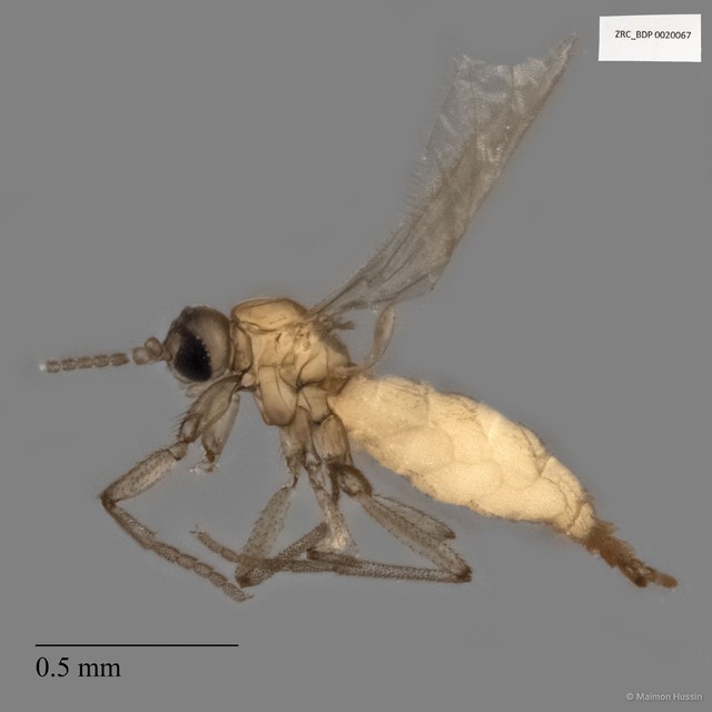 Sciaridae sp. "ZRCBDP0020067"•&copy; Maimon Hussin•All Rights Reserved