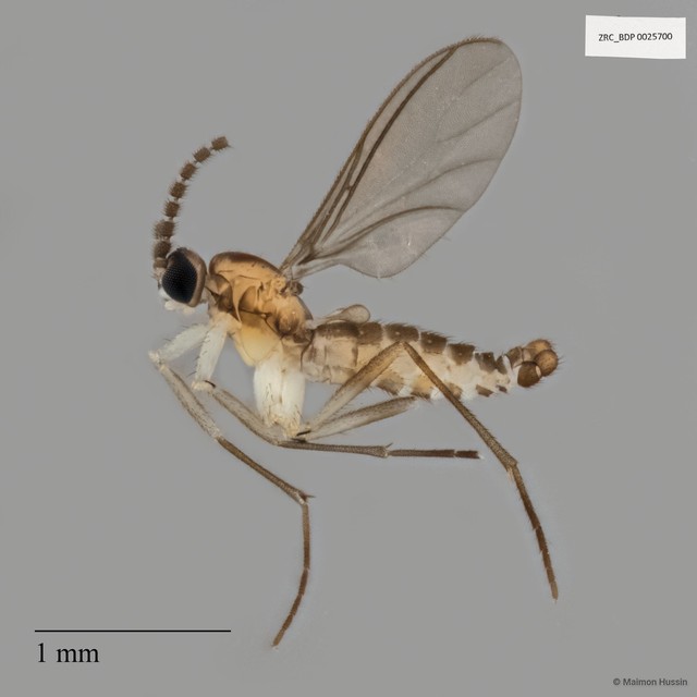 Sciaridae sp. "ZRCBDP0025700"•&copy; Maimon Hussin•All Rights Reserved