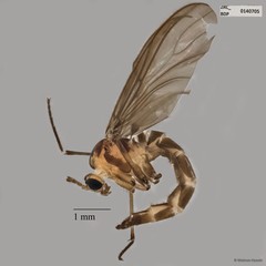 Sciaridae sp. "ZRCBDP0049023"•&copy; Maimon Hussin•All Rights Reserved
