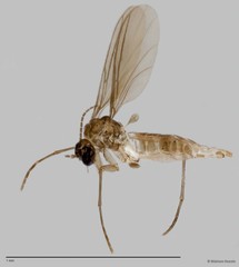 Sciaridae sp. "ZRCBDP0049133"