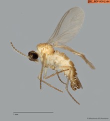 Sciaridae sp. "ZRCBDP0091344"