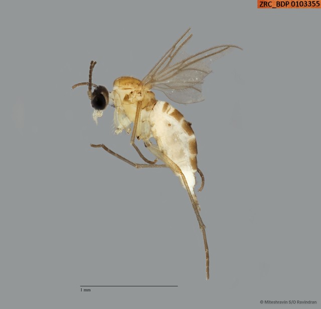 Sciaridae sp. "ZRCBDP0103355"•&copy; Miteshravin S/O Ravindran•All Rights Reserved