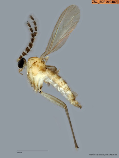 Sciaridae sp. "ZRCBDP0104873"•&copy; Miteshravin S/O Ravindran•All Rights Reserved