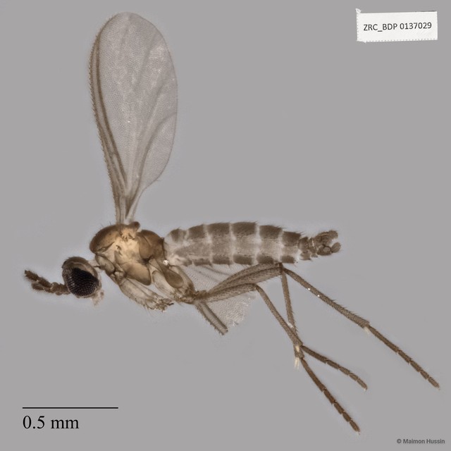 Sciaridae sp. "ZRCBDP0137029"•&copy; Maimon Hussin•All Rights Reserved